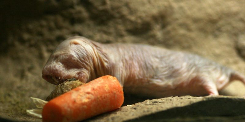 What can the naked mole-rat tell us about aging?